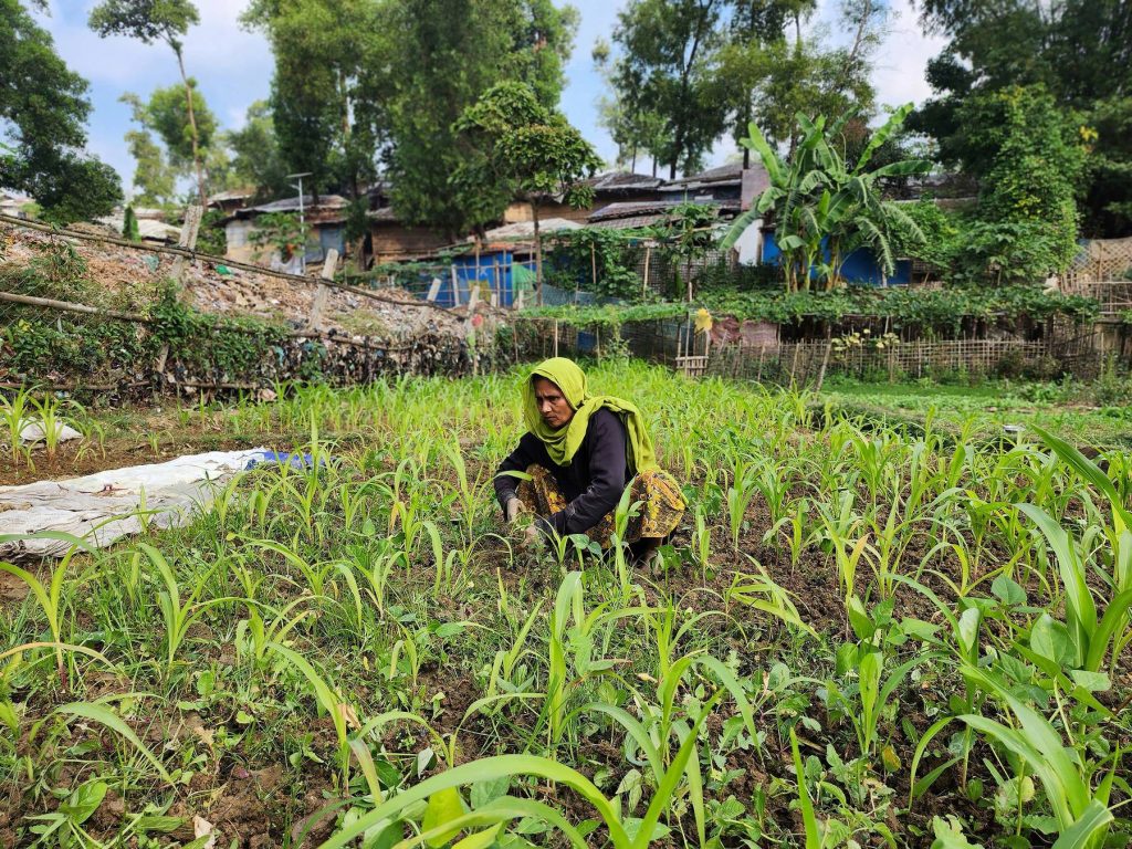 Kushida, a 59-year-old
Rohingya woman, works in her
small farm growing different
vegetables.